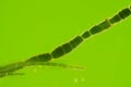 Microscopic view of green algae Cladophora filaments