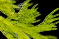 Microscopic view of green algae Cladophora