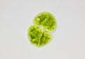 Microscopic view of green algae Cosmarium cell