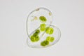 Microscopic view of green algae Cosmarium inside empty Ostracod shell