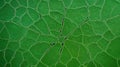 Microscopic view of green algae. Algae show intricate patterns, shapes. Laboratory setting. Possible unicellular organisms. Study Royalty Free Stock Photo