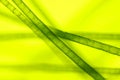 Microscopic view of green algae (Spirogyra) Royalty Free Stock Photo