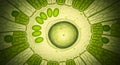 Microscopic View of Green Plant Cell Structure with Chloroplasts Royalty Free Stock Photo
