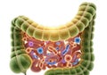 Microscopic view of healthy gut microbiome inside the colon Royalty Free Stock Photo