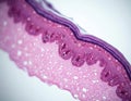 Microscopic view of human skin tissue layers showing epidermis and dermis. Cellular structures and connective tissue are visible, Royalty Free Stock Photo