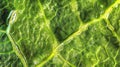 Microscopic view of a leafs stomata where tiny openings allow for gas exchange and regulate the plants moisture levels