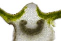 Microscopic view of Mallow Malva sp. leaf cross section