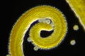 Microscopic view of a Meadow goats-beard Tragopogon pratensis curled flower stigma detail