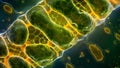 A microscopic view of a mitochondrion showing its unique double membrane structure. The outer membrane appears as a