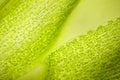 Microscopic view of moss. Royalty Free Stock Photo