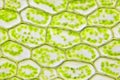 Microscopic view of moss leaf Plagiomnium affine Royalty Free Stock Photo