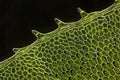 Microscopic view of moss leaf Plagiomnium affine Royalty Free Stock Photo