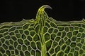 Microscopic view of moss leaf Plagiomnium affine