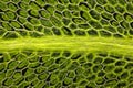 Microscopic view of moss leaf Plagiomnium affine