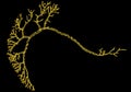 Microscopic view of the neurons. Brain region, optic lobe, blowfly. Connections