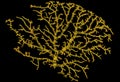 Microscopic view of the neurons. Brain region, optic lobe, drosophila melanogaster neuron.