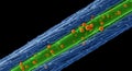 Microscopic view of orange particles on a green fiber Royalty Free Stock Photo