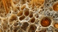 A microscopic view of a piece of rotting wood showcasing the extensive and interdependent network of fungal filaments