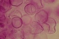 Microscopic View of Pink-Stained Cells Royalty Free Stock Photo