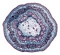 Microscopic cross section cut of a plant stem under the microscope