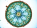 Microscopic view of plant stem cross section. Botanical structure shows colorful vascular bundles and cellular patterns. Detailed Royalty Free Stock Photo