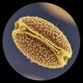Microscopic view of a pollen grain, featuring intricate textures and a rough, granular Royalty Free Stock Photo