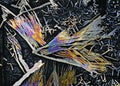 Microscopic view of potassium nitrate crystals in polarized light