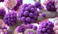 Vibrant Purple and Pink Cauliflower Florets on Textured Branches Royalty Free Stock Photo