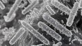 Microscopic View of Rod-Shaped Bacteria in a Colony Close-up 3D Render