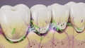 Microscopic view of bacteria colonizing tooth surfaces and causing decay and gum disease Keywords: bacteria, tooth Royalty Free Stock Photo