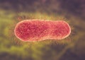 Microscopic view of Salmonella enterica serotype Typhi that causes typhoid fever