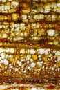 Microscopic view of Scots pine Pinus sylvestris bark section Royalty Free Stock Photo