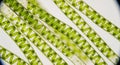 Microscopic view of Spirogyra algae with spiral chloroplasts Royalty Free Stock Photo
