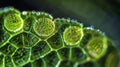 A microscopic view of a stomata the small openings on the surface of a leaf where gases exchange between the plant and