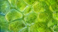 A microscopic view of a of stomata on the underside of a leaf resembling a honeycomb pattern. .