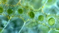 A microscopic view of a symbiotic relationship between cyanobacteria and a plant with the bacterias cells visibly