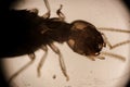 Microscopic View of a Termite Head and Segmented Anten Royalty Free Stock Photo