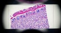 Microscopic View of Tissue Sample Cells Royalty Free Stock Photo