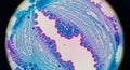 Microscopic view of a tissue sample stained with hematoxylin and Royalty Free Stock Photo
