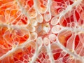 Microscopic View of Tissue Structure Royalty Free Stock Photo