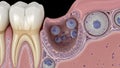 Microscopic view of tooth root showing developing tooth germ cells and bone tissue image Royalty Free Stock Photo