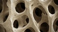 Microscopic View of Trabecular Bone Structure Royalty Free Stock Photo