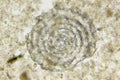 Microscopic view of unspecified marine microfossil extracted from silurian limestone Royalty Free Stock Photo