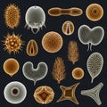 Microscopic view of various plankton species Royalty Free Stock Photo
