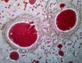 A microscopic view of a vibrant, organic pattern, with a mesmerizing array of red circles on a white background Royalty Free Stock Photo