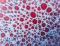 A microscopic view of a vibrant, organic pattern, with a mesmerizing array of red circles on a white background Royalty Free Stock Photo