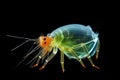 microscopic view of a water flea daphnia in habitat