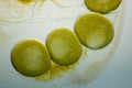 Microscopic view of a water flea parthenogenetic eggs inside shell carapace Royalty Free Stock Photo