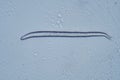 Nematode or roundworm Royalty Free Stock Photo