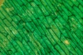 Onion epidermis with cells